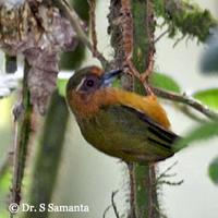 White-browed Piculet