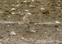 Curlew Sandpiper at Venus Pool 9th September (Jim Almond)