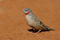 Cutthroat Finch, male, Samburu, Kenya