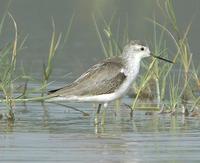 Marsh Sandpiper p.138