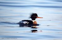 바다비오리 Red-breasted Merganser Mergus serrator