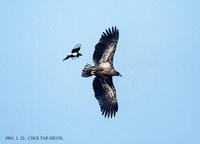 흰꼬리수리 White-Tailed Eagle  Haliaeetus albicilla