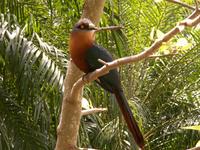 Chestnut-breasted Malkoha