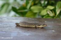 Brown skink with white spots