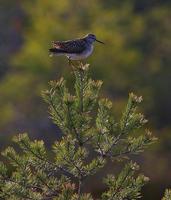 Wood Sandpiper (Tringa glareola)