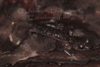 : Aneides lugubris; Arboreal Salamander