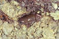 : Chiasmocleis leucosticta