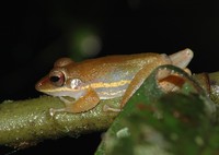 : Craugastor talamancae