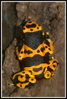 : Dendrobates leucomelas; Yellow-headed Poison Frog