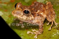 : Pristimantis cruentus