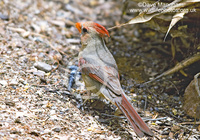 : Cardinalis sinuatus; Pyrrhuloxia