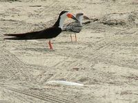 : Rhynchops niger; Black Skimmer