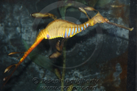 : Phyllopteryx taeniolatus; Weedy Seadragon