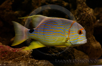 : Symphorichthys spilurus; Emperor Snapper