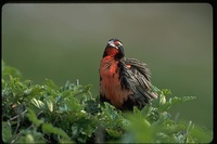 : Sturnella loyca; Long Tailed Meadowlark