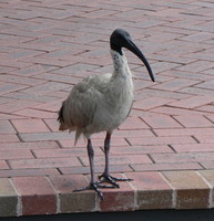 : Threskiornis aethiopica; Sacred Ibis