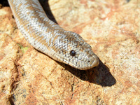 : Charina roseofusca; Rosy Boa