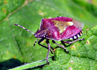 : Dolycoris baccarum