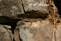 : Mabuya tessellata; Skink
