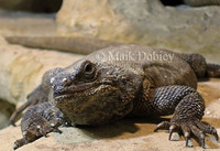 : Sauromalus hispidus; Spiny Chuckwalla