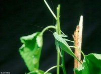 : Microcentrum retinerve; Angular-winged Katydid