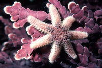 : Leptasterias aequalis; Little Six-rayed Seastar