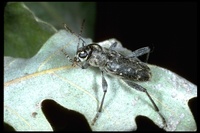 : Xylotrechus nauticus; Nautical Borer