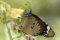 Danaus chrysippus Plain Tiger photo