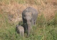 Asian Elephant (Elephas maximus) 2004. december 17. Kaziranga National Park, Central Range