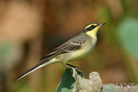 Green-backed Wagtail 黄鶺鴒