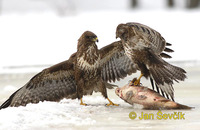 Photo of Buteo buteo, Mäusebussard, Common Buzzard, káně lesní