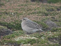 American Golden Plover