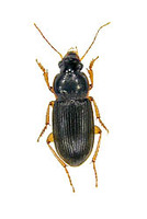 ヒメケゴモクムシ 6 exs. Harpalus jureceki