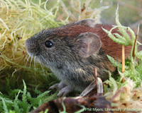 Northern Red-backed Vole, Clethrionomys rutilus