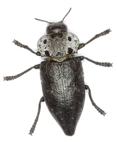 Capnodis tenebrionis - Flatheaded woodborer