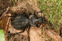 Carabus gigas