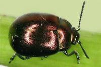 Chrysolina varians var. centaura