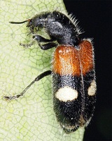 Tilloidea transversalis