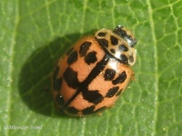 Oenopia conglobata conglobata var. gemella