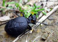 Meloe rugosus