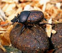 Onthophagus fracticornis