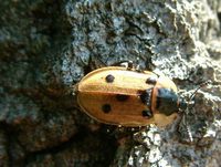 Dendroxena quadrimaculata