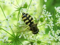 Eupeodes corollae