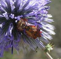 Carpocoris mediterraneus