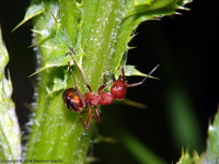 Formica truncorum