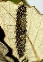 Apaidia mesogona