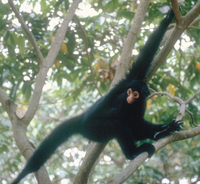 Black spider monkey (Ateles paniscus)