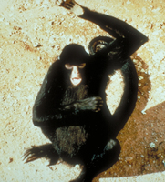 Black spider monkey (Ateles paniscus)