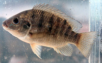 Oreochromis schwebischi, : aquaculture