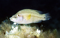 Symphodus tinca, East Atlantic peacock wrasse: fisheries, gamefish, aquarium